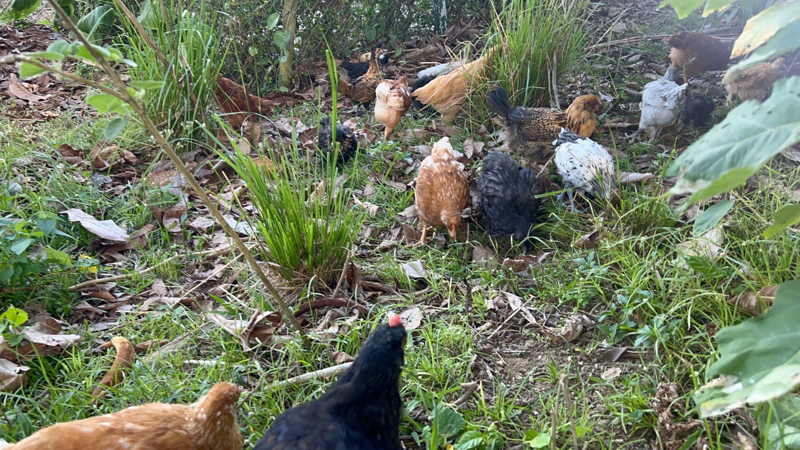 Gallinas caminando entre la vegetación de la finca donde se celebra En Tierra de Mujeres